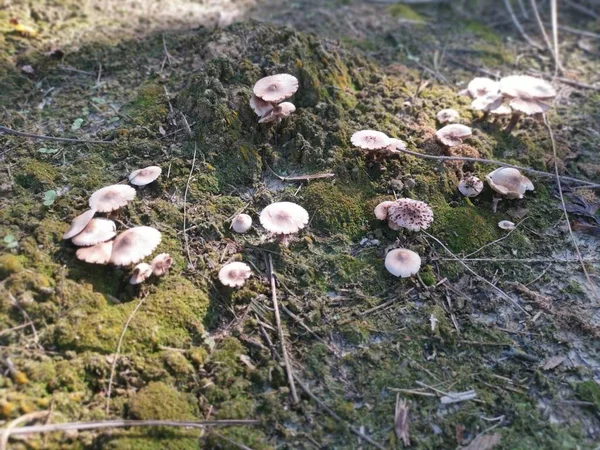 野生剧毒的白色寄生虫蘑菇 — 图库照片