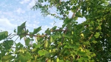 Vahşi yeşil sarmaşık sarmaşık kabağı sürünen bitkisinin görüntüleri..