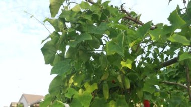 Vahşi yeşil sarmaşık sarmaşık kabağı sürünen bitkisinin görüntüleri..