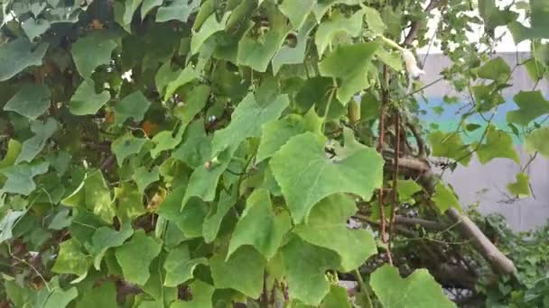 Footage Wild Green Ivy Vine Gourd Creeping Plant — Stockvideo
