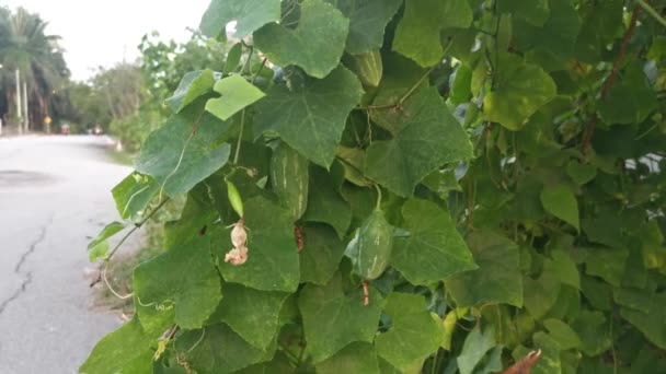 Imagens Planta Rastejante Cabaça Videira Verde Selvagem — Vídeo de Stock