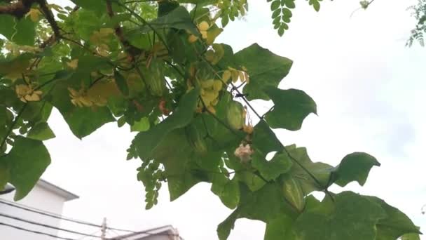 野生绿色常春藤葫芦爬行植物的片段 — 图库视频影像