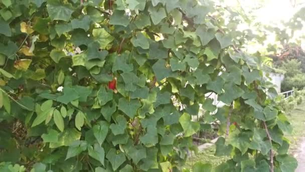 Footage Wild Green Ivy Vine Gourd Creeping Plant — Stock Video
