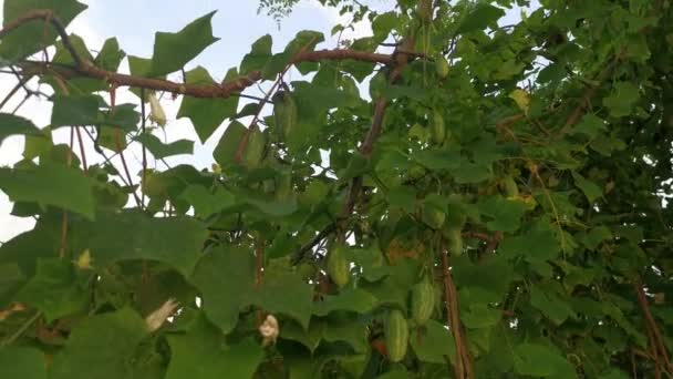 Πλάνα Του Άγριου Πράσινου Φυτού Κισσού — Αρχείο Βίντεο