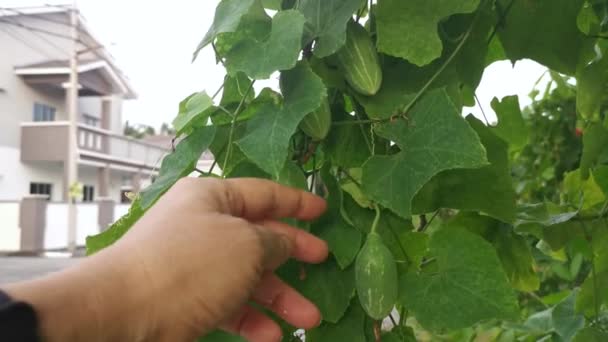 Footage Wild Green Ivy Vine Gourd Creeping Plant — Stock Video
