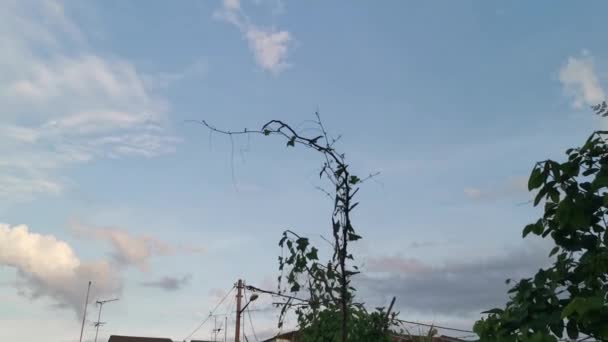 野生绿色常春藤葫芦爬行植物的片段 — 图库视频影像