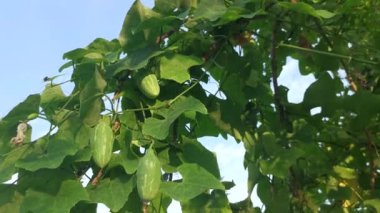 Vahşi yeşil sarmaşık sarmaşık kabağı sürünen bitkisinin görüntüleri..
