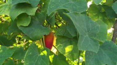 Vahşi yeşil sarmaşık sarmaşık kabağı sürünen bitkisinin görüntüleri..