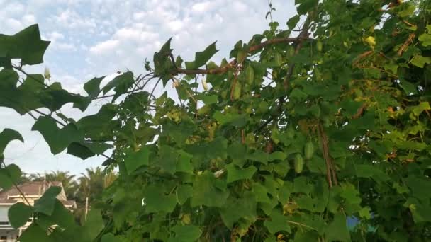 野生のツタのつるひょうたんの忍び寄る植物の映像 — ストック動画