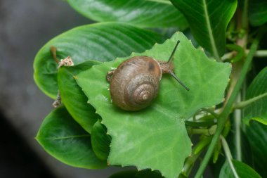 Bahçe yuvarlak disk salyangoz sürünen Catharanthus gül bitkisi.
