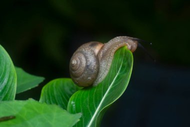 Bahçe yuvarlak disk salyangoz sürünen Catharanthus gül bitkisi.