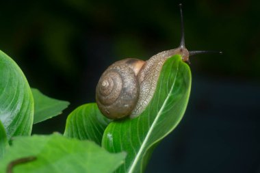Bahçe yuvarlak disk salyangoz sürünen Catharanthus gül bitkisi.