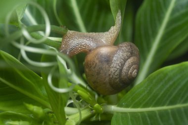 Bahçe yuvarlak disk salyangoz sürünen Catharanthus gül bitkisi.