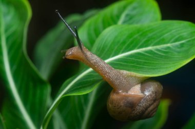 Bahçe yuvarlak disk salyangoz sürünen Catharanthus gül bitkisi.