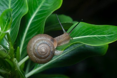 Bahçe yuvarlak disk salyangoz sürünen Catharanthus gül bitkisi.