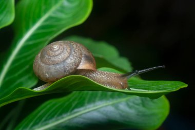 Bahçe yuvarlak disk salyangoz sürünen Catharanthus gül bitkisi.