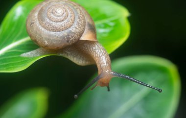 Bahçe yuvarlak disk salyangoz sürünen Catharanthus gül bitkisi.