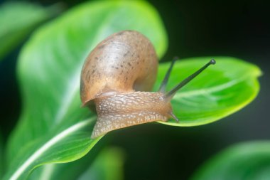 Bahçe yuvarlak disk salyangoz sürünen Catharanthus gül bitkisi.