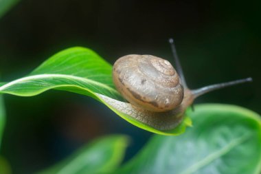 Bahçe yuvarlak disk salyangoz sürünen Catharanthus gül bitkisi.