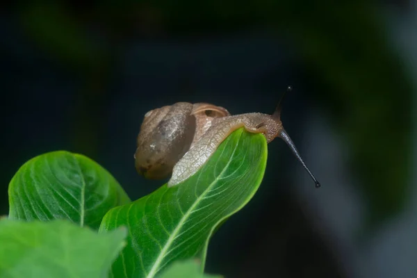 Bahçe Yuvarlak Disk Salyangoz Sürünen Catharanthus Gül Bitkisi — Stok fotoğraf