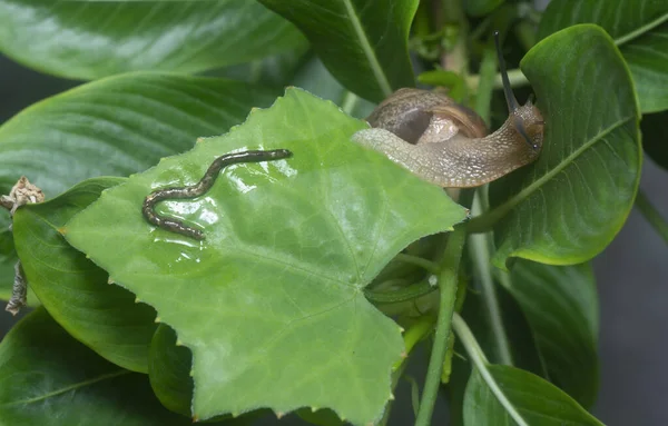Garden Rotund Disc Snail Crawling Catharanthus Roseus Plant — Stock Photo, Image