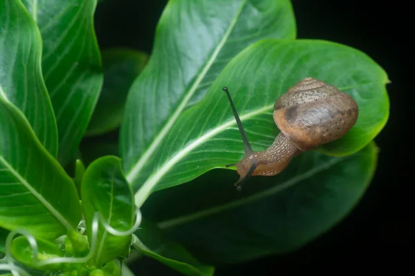 Jardín Disco Rotund Caracol Arrastrándose Sobre Planta Catharanthus Roseus —  Fotos de Stock