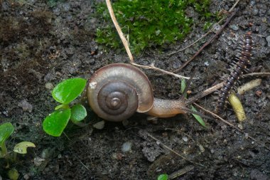 Bahçede yuvarlak disk salyangoz ve yerde sürünen sarı benekli kırkayaklar.