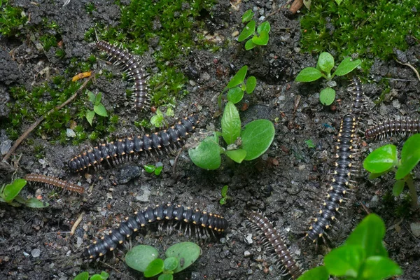Des Millipèdes Tachetés Jaune Rampent Sur Terre Battue — Photo