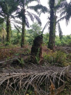 Hurma ağacının ölü gövdesi, ekin tarlasının ortasında duruyordu..
