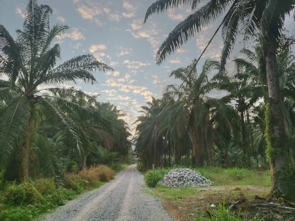 Sentier Calme Paisible Dans Plantation Palmiers — Photo