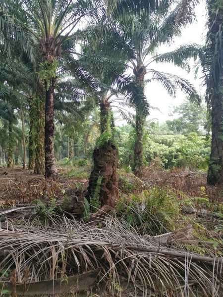 Mrtvý Palmový Kmen Oleje Stále Stál Uprostřed Plantáže — Stock fotografie