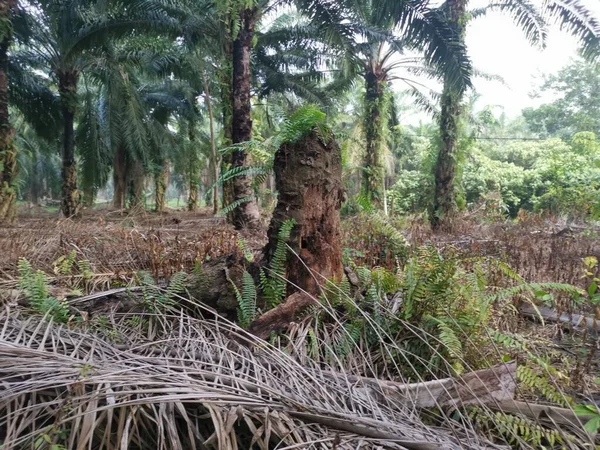 Νεκρός Κορμός Φοινικόδεντρου Βρισκόταν Ακόμα Στη Μέση Της Φυτείας — Φωτογραφία Αρχείου