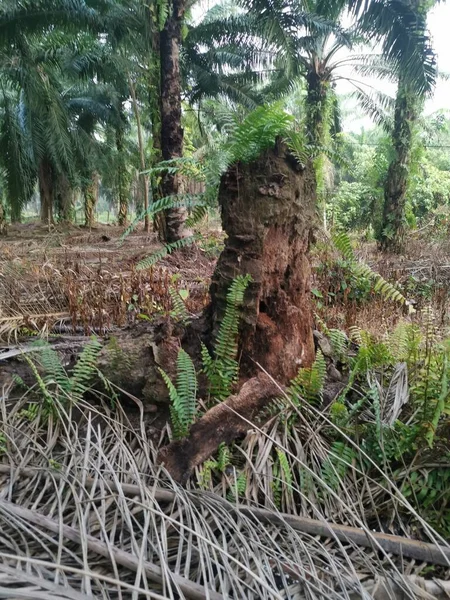 Νεκρός Κορμός Φοινικόδεντρου Βρισκόταν Ακόμα Στη Μέση Της Φυτείας — Φωτογραφία Αρχείου
