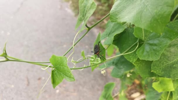 Bladvoet Squash Bug Squash Bladeren Plant — Stockvideo