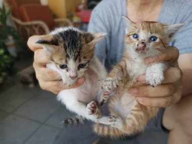 Yavru kedi bahçede saklanırken bulundu..