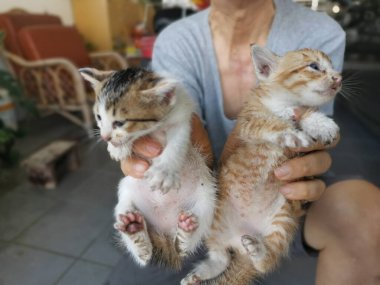 Yavru kedi bahçede saklanırken bulundu..