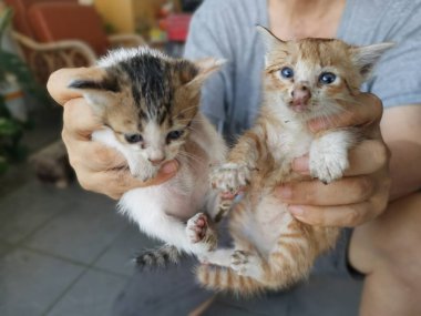 Yavru kedi bahçede saklanırken bulundu..