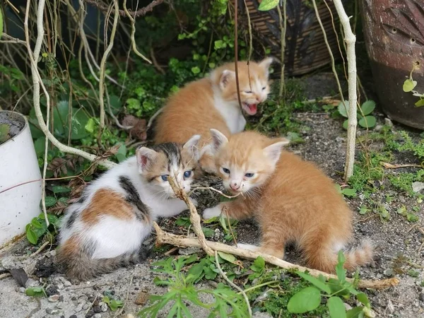Kitten Found Hiding Garden — Foto de Stock