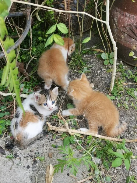 Gatinho Encontrado Escondido Jardim — Fotografia de Stock