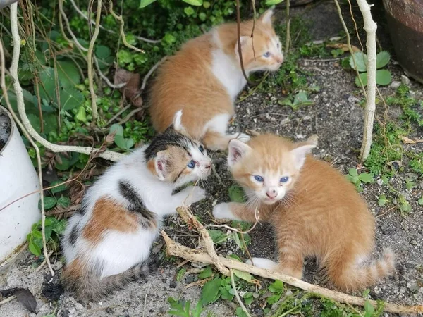 Kotě Nalezeno Schované Zahradě — Stock fotografie