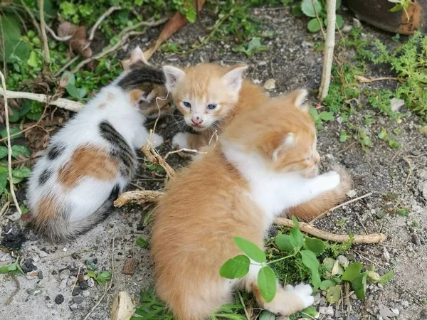Anak Kucing Ditemukan Bersembunyi Taman — Stok Foto