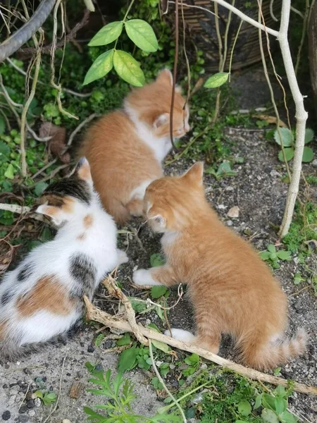 小猫被发现藏匿在花园 — 图库照片