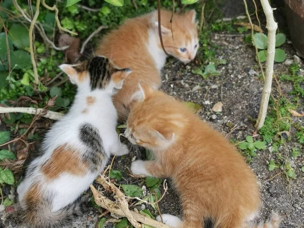 Kitten Found Hiding Garden —  Fotos de Stock