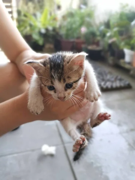Kitten Found Hiding Garden — Stock Photo, Image