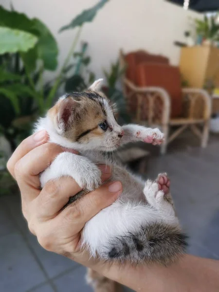 Gatinho Encontrado Escondido Jardim — Fotografia de Stock