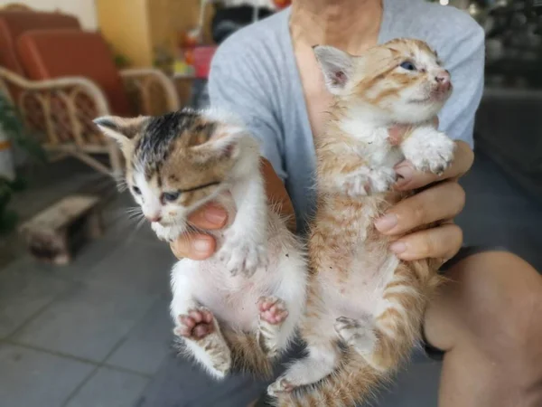 Kitten Gevonden Verstopt Tuin — Stockfoto