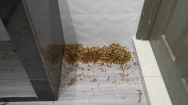 Birçok Alates termit yerde kanatlı böcekler
