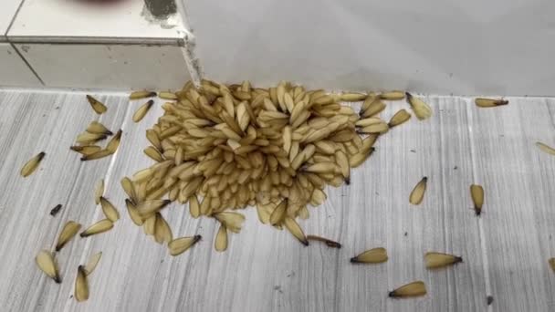 Many Alates Termite Winged Insects Floor — Vídeo de stock