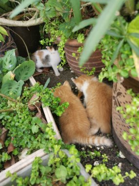 Yavru kedi bahçede saklanırken bulundu..