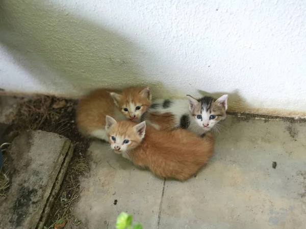 小猫被发现藏匿在花园 — 图库照片